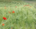 /album/tournesol/pict00117-jpg/
