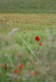 /album/tournesol/pict00122-jpg1/
