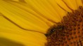/album/tournesol1/pict0115-jpg/