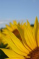 /album/tournesol1/pict0117-jpg/