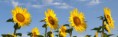/album/tournesol1/pict00933-jpg/