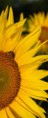 /album/tournesol1/pict01088-jpg/