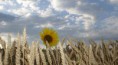 /album/tournesol1/pict01228-jpg/