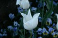 /album/fleurs/pict0009-jpg1/