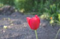/album/fleurs/pict0010-jpg1/