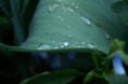 /album/fleurs/pict0011-jpg1/