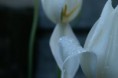 /album/fleurs/pict0012-jpg1/