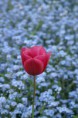 /album/fleurs/pict0008-jpg1/