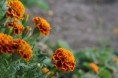 /album/fleurs/pict0015-jpg1/