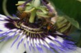 /album/fleurs/pict0024-jpg1/