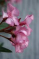 /album/fleurs/pict0047-jpg/