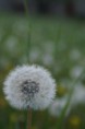 /album/fleurs/pict0002-jpg/