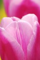 /album/tulipes-en-f%c3%aate/a73-jpg/