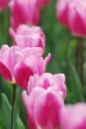 /album/tulipes-en-f%c3%aate/a76-jpg/