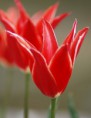 /album/tulipes-en-f%c3%aate/a80-jpg/