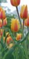 /album/tulipes-en-f%c3%aate/a88-jpg1/