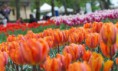 /album/tulipes-en-f%c3%aate/a95-jpg/