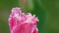 /album/tulipes-en-f%c3%aate/a98-jpg/