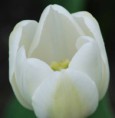 /album/tulipes-en-f%c3%aate/a107-jpg/