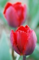 /album/tulipes-en-f%c3%aate/a109-jpg/