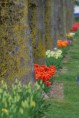 /album/tulipes-en-f%c3%aate/a139-jpg/