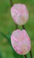 /album/tulipes-en-f%c3%aate/a158-jpg/