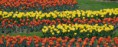 /album/tulipes-en-f%c3%aate/a163-jpg/