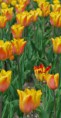 /album/tulipes-en-f%c3%aate/a181-jpg/