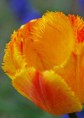 /album/tulipes-en-f%c3%aate/a189-jpg/