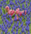 /album/tulipes-en-f%c3%aate/a197-jpg/