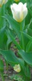 /album/tulipes-en-f%c3%aate/a208-jpg/