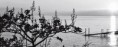 /album/le-lac-leman1/imm011-12a-jpg/