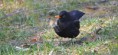 /album/les-oiseaux-/dsc-0663-jpg/