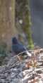 /album/les-oiseaux-/dsc-0672-jpg/