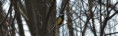/album/les-oiseaux-/dsc-0691-jpg/