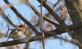 /album/les-oiseaux-/dsc-0697-jpg/