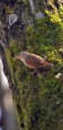 /album/les-oiseaux-/dsc-0732-jpg/