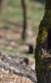 /album/les-oiseaux-/dsc-0735-jpg/