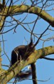 /album/les-oiseaux-/dsc-0757-jpg/