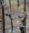 /album/vigne-dans-le-valais/dsc-0963-jpg/