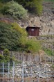 /album/vigne-dans-le-valais/dsc-0965-jpg/