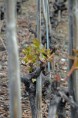 /album/vigne-dans-le-valais/dsc-0969-jpg/