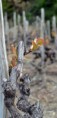 /album/vigne-dans-le-valais/dsc-0973-jpg/