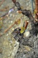 /album/vigne-dans-le-valais/dsc-0984-jpg/